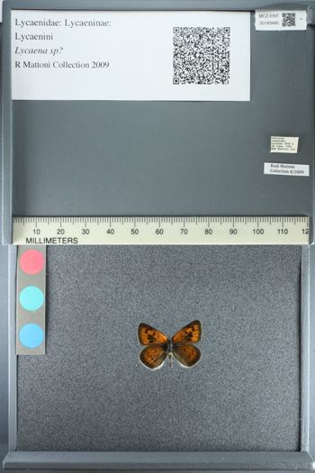 Media type: image;   Entomology 183485